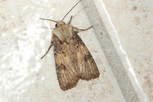 Réf. 183 305 : Agrotis puta